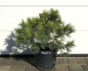 SOSNA WEJMUTKA BLUE SHAG  * DUŻY OKAZ * RARYTAS