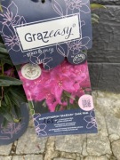 Rododendron Grazeasy Dark Pink Inkarho