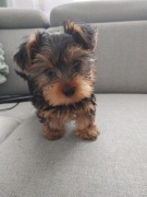 Yorkshire terrier 