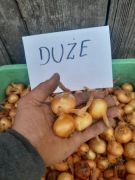 Cebula cebula kartoflanka rodzima stara odmiana 