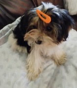 Sunia york Tricolor 4 miesiace