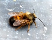 Pszczoły murarka ogrodowa kokony 500 szt + 10% 