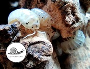 Armadillidium vulgare Magic Potion isopod kulanki