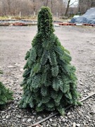 Choinka z jodły nobilis 