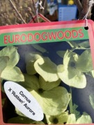 Dereń Aurora duża sadzonka