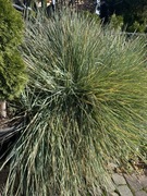 Trawa  ozdobna  wieloletnia srebna 