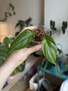 Philodendron ERNESTII