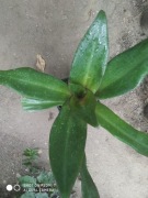 Trzykrotka reo meksykańskie wys.22 cm, nr 25