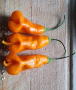 Nasiona papryka chili Capsicum Baccatum Erotico kolekcjonerskie