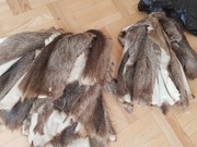 Skóry z   nutrii