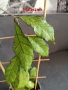 Hoya Calistophylla Sabah IML 1762