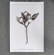 Grafika Hippeastrum