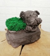 Mech w doniczce chrobotek reniferowy Buldog