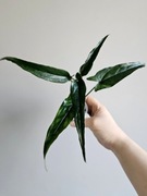 Syngonium Lance Leaf w gruzie w hydroponice 