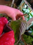 philodendron mamei-cięty szczyt