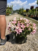 Różanecznik / Azalia japońska / Azalea japonica / Wys.40-80cm