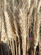 Pszenica oścista zboże suszone naturalne trawy ozdoby 