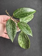 Hoya rangsan -sadzonka ukorzeniona