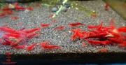 Krewetki Neocaridina Bloody Mary woda kranowa ZAMIANA GRATIS PROMOCJA