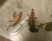 Straszyk olbrzymi Heteropteryx dilatata para