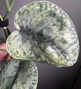 Scindapsus Bakunava Silver Cloud Aurea