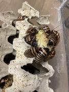 Elliptorhina javanica 3-4 cm zamiast madagaskarskiego hydrożel gratis