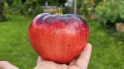 Pomidor Sofia's Purple Apple. Bogaty smak