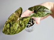 Syngonium Green Rooibos kolekcjonerskie