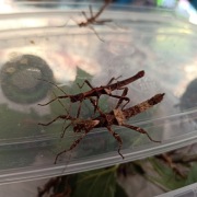 Straszyk filipiński podrostki