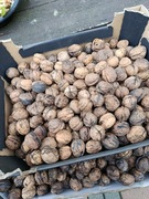 orzechy włoskie całe z własnego ogrodu 1 kg, 2025r. ekologiczne