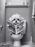 Plakat sztywny do łazienki Maltańczyk w toalecie Prezent dla psiarza A3