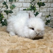 Karzełki Teddy Miniaturki 