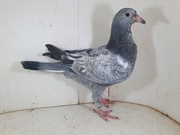 Młody Po Oryg. Thomas Mauer Inbred na Josef 6x1 konk