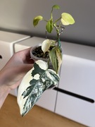 Philodendron Bipennifolium Variegata