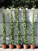 Bluszcz pospolity 'Profesor Seneta' C7 175/200 cm