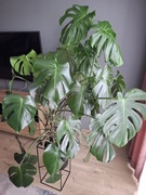Monstera ok. 120 cm zadbana