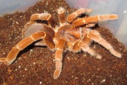 Pelinobius muticus 2.5DC