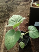 Miechunka Peruwiańska Jadalna Sadzonki Pakiet 5 szt.6-ta szt.Gratis!