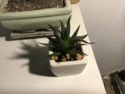 sztuczny sukulent w ceramicznej doniczce