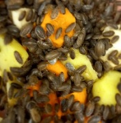 Sprzedam Wylęg Karaczana Dubia 