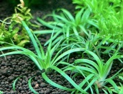 Eriocaulon sp. 'Goias' UNIKAT, – Sadzonka z hodowli podwodnej ok 5 cm