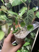 Pilea Peperomioides „Pieniążek”