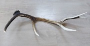 poroże rogi zrzut jelenia 80cm