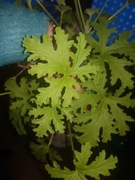 Anginka Geranium lecznicza cięty szczyt 