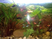 Młode Molinezje i mieczyki po 5  zł za sztukę 