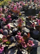 Bergenia Pink Dragonfly