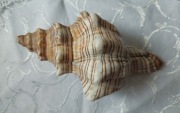 Pleuroploca trapecium duża muszla morska 18cm.