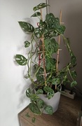 Monstera Monkey z doniczką