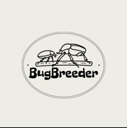 Mausolepsis amabilis pędraki pakiet 10 plus 1