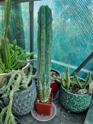 Trichocereus peruvianus KAKTUS